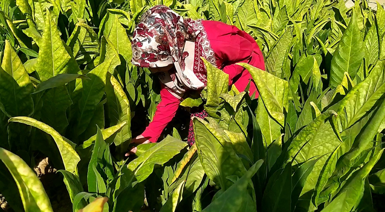 Tütün tarlasından tıp fakültesine uzanan başarı öyküsü